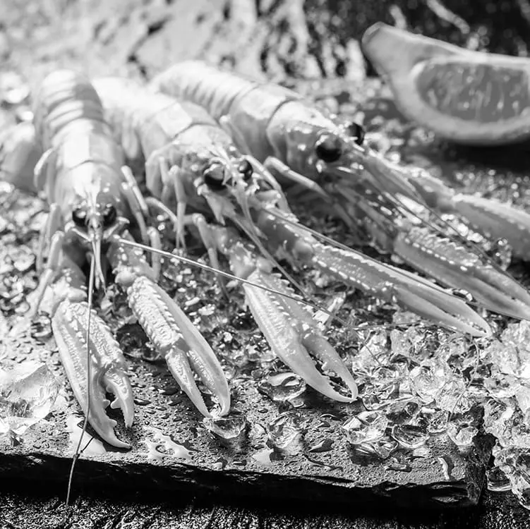 langoustines