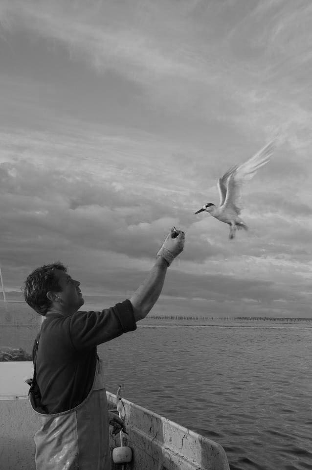 Plateau fruit de mer Andernos